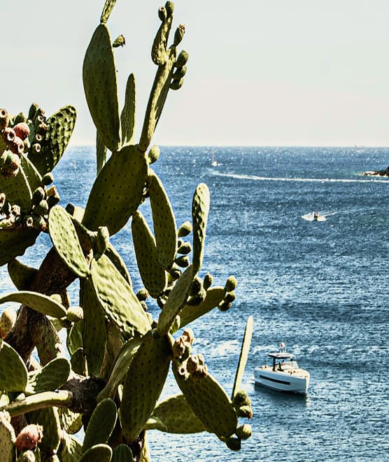 Pacific coastline with desert cactus